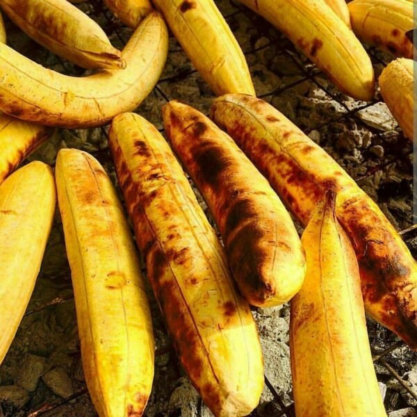 Starch Plantain